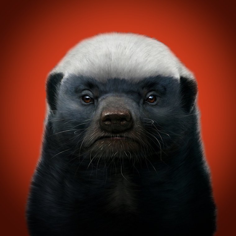 Медоед рисунок