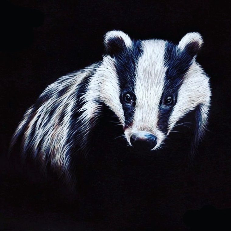 Медоед обои