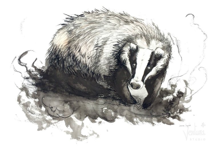 Медоед на аву