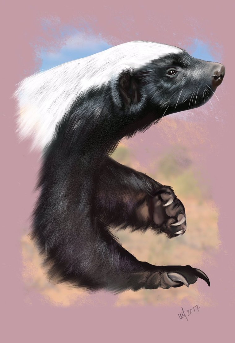 Медоед Шеврон