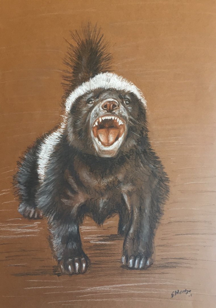 Барсук медоед арт