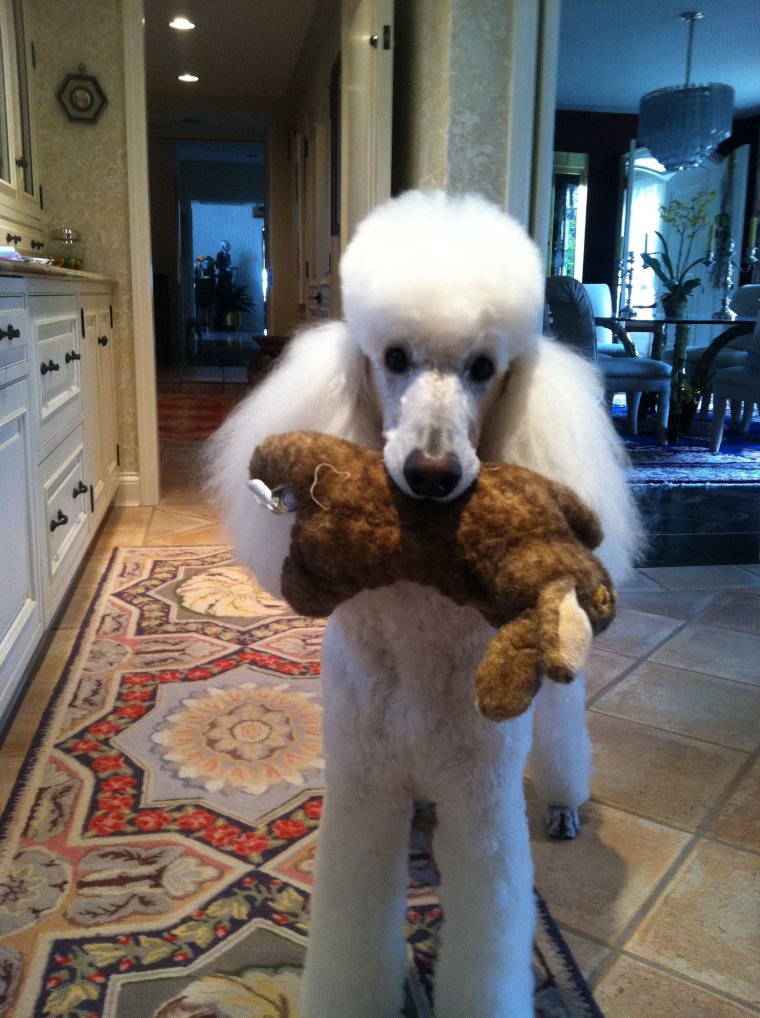 Королевский пудель стрижка Паппи