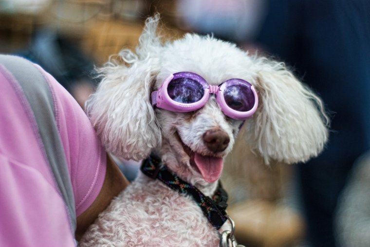 Смешной пудель