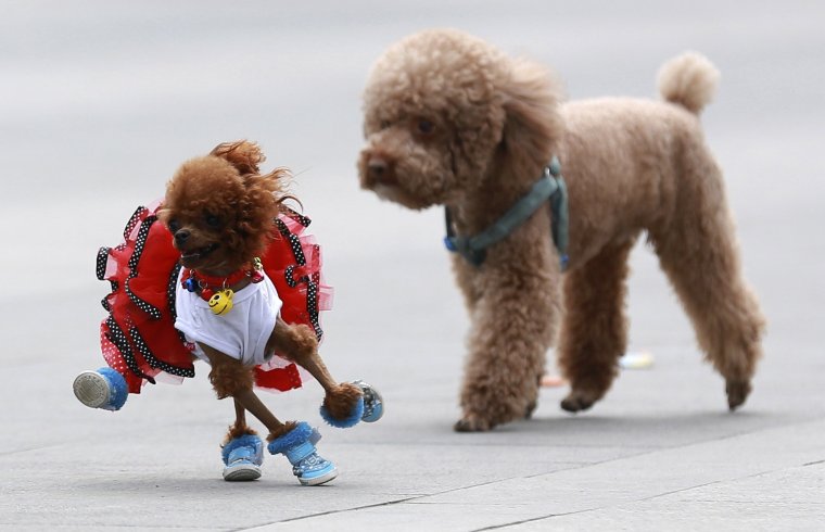 Карликовый пудель лысый