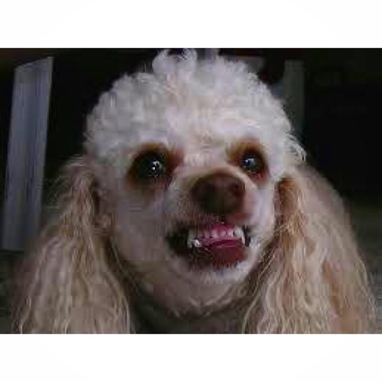 Некрасивый пудель