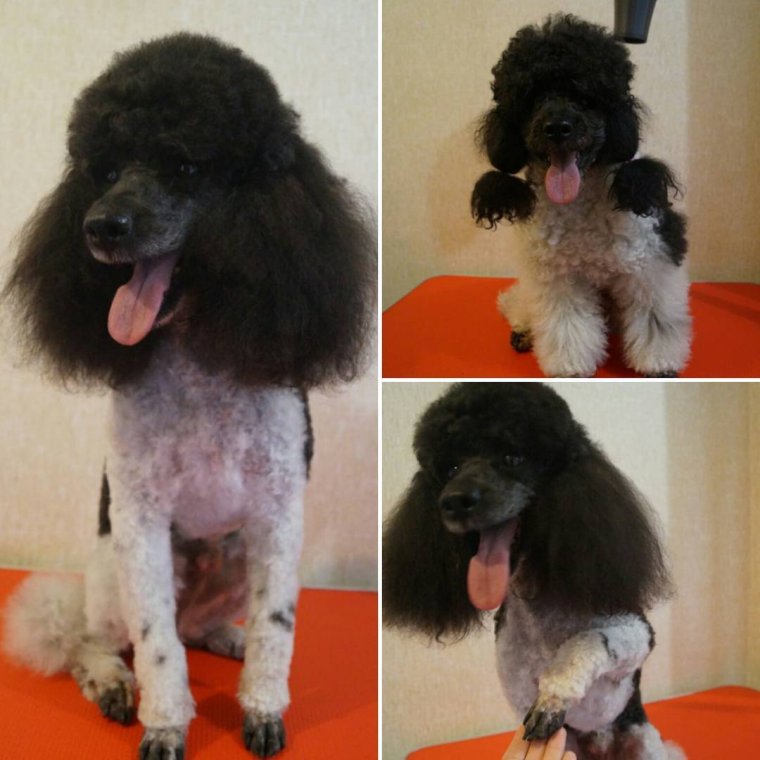 Китайский пудель