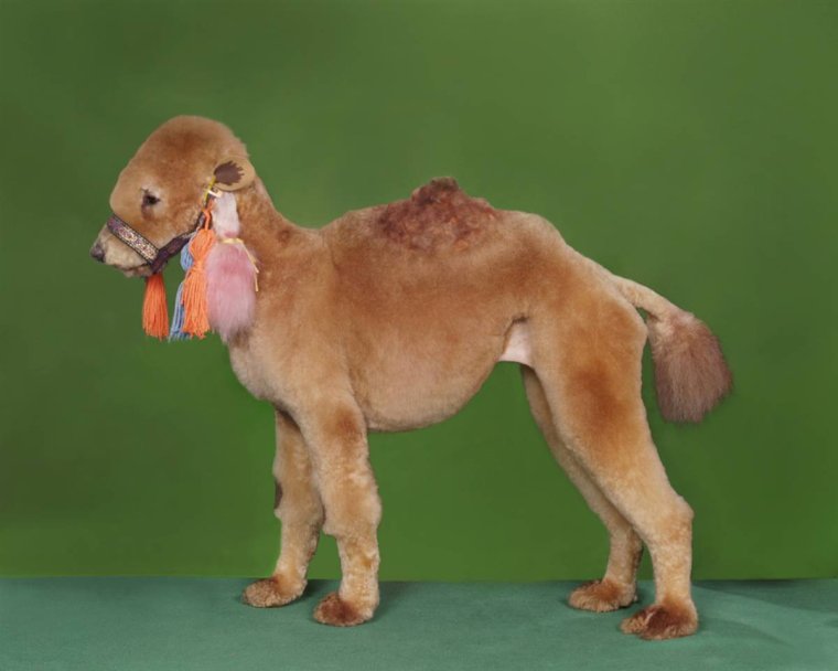 Смешные стрижки собак