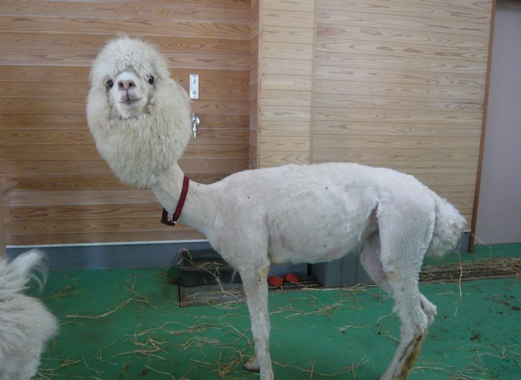 Стриженная овца