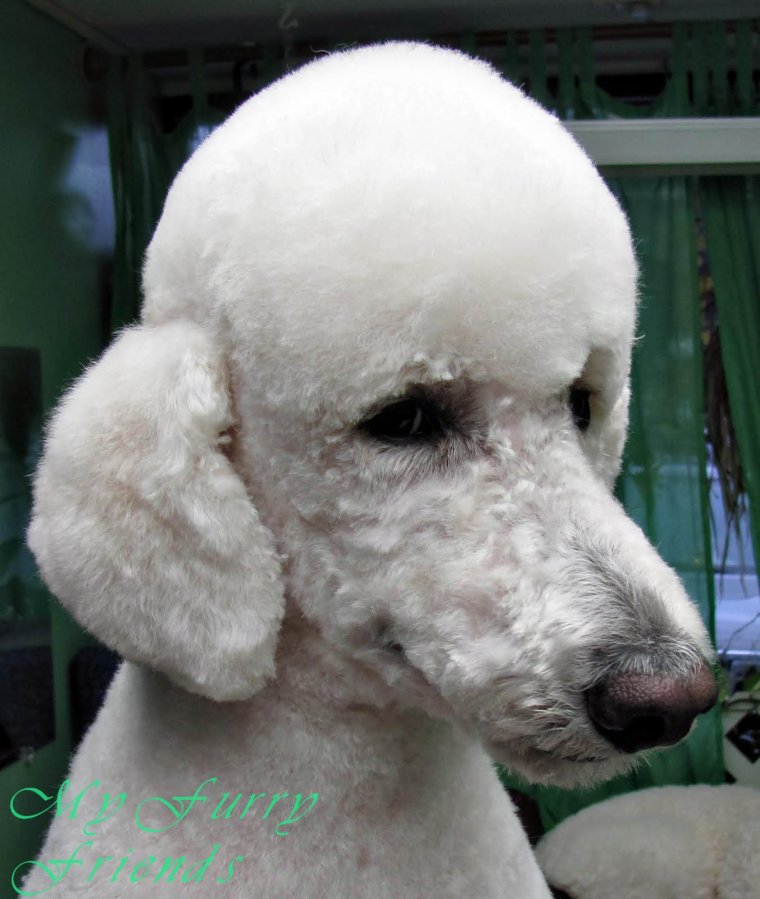 Пудель с лысиной