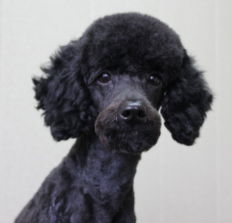 Пудель скалится