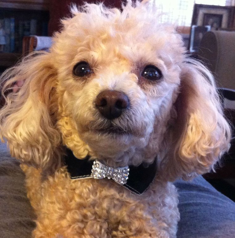 Пудель с косичками