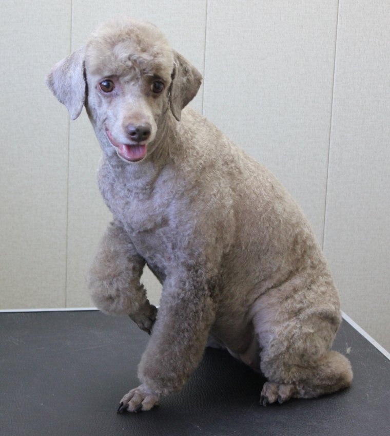 Стрижки для пуделей мальчиков