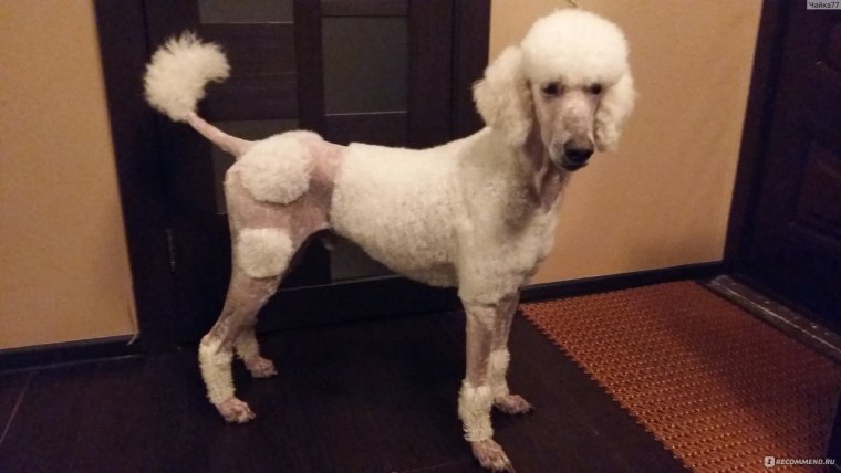 Королевский пудель