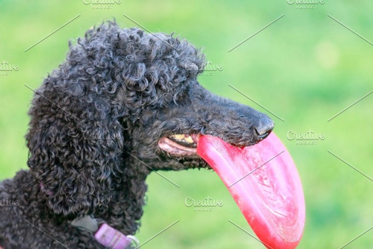 Смешные стрижки пуделей