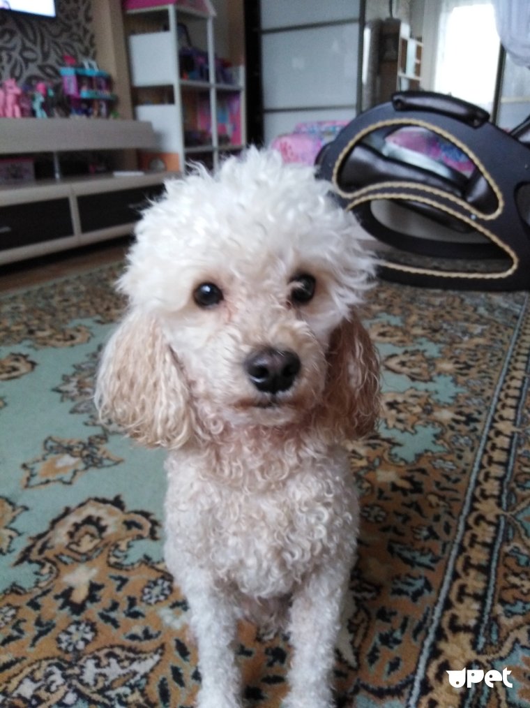 Лысый мини пудель