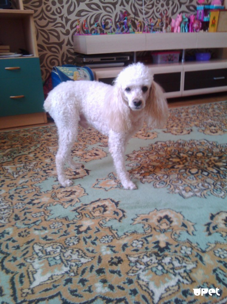 Королевский пудель лысый