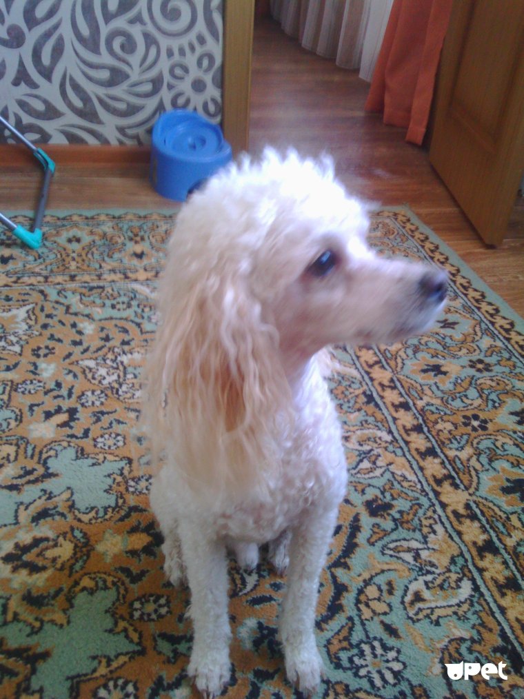 Пудель лысый сидит