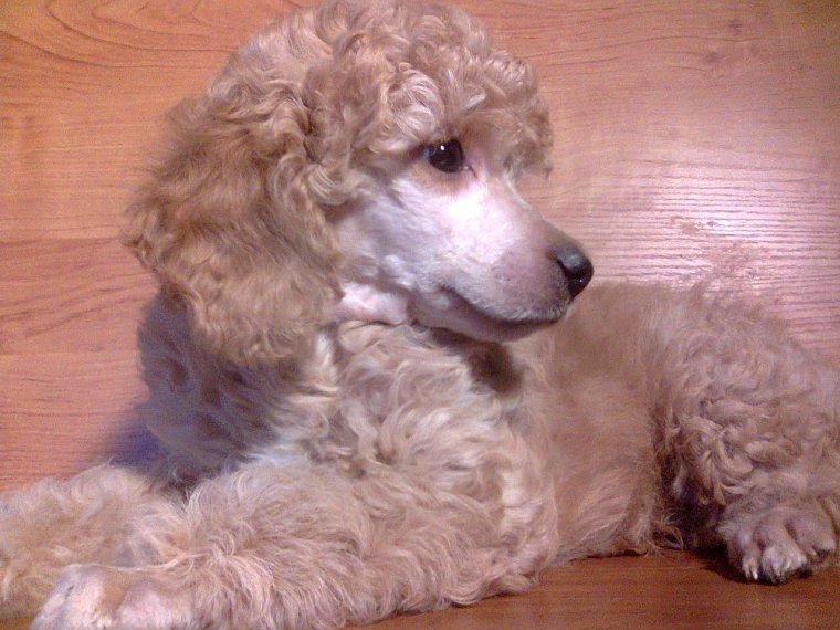 Бедлингтон-терьер щенок