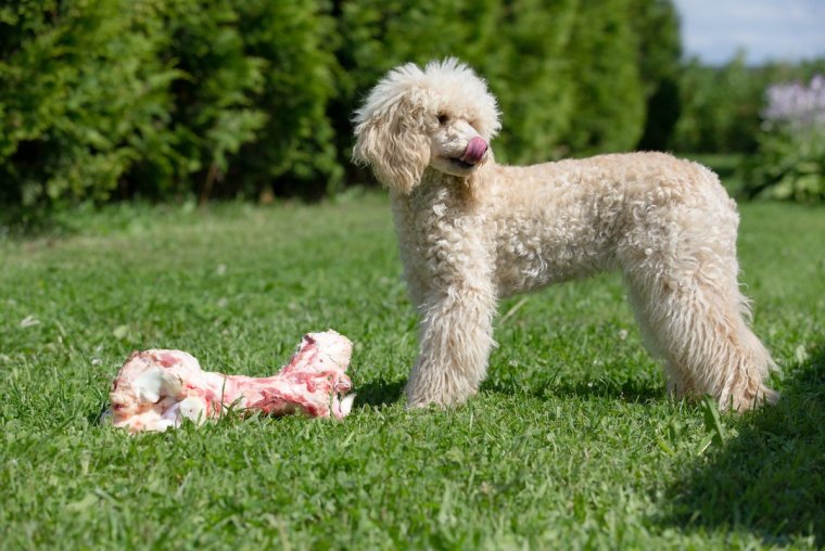 Лысый той пудель