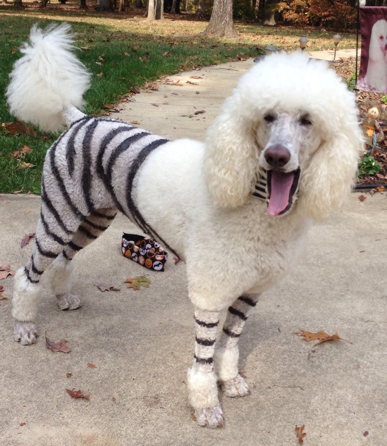 Лысый пудель