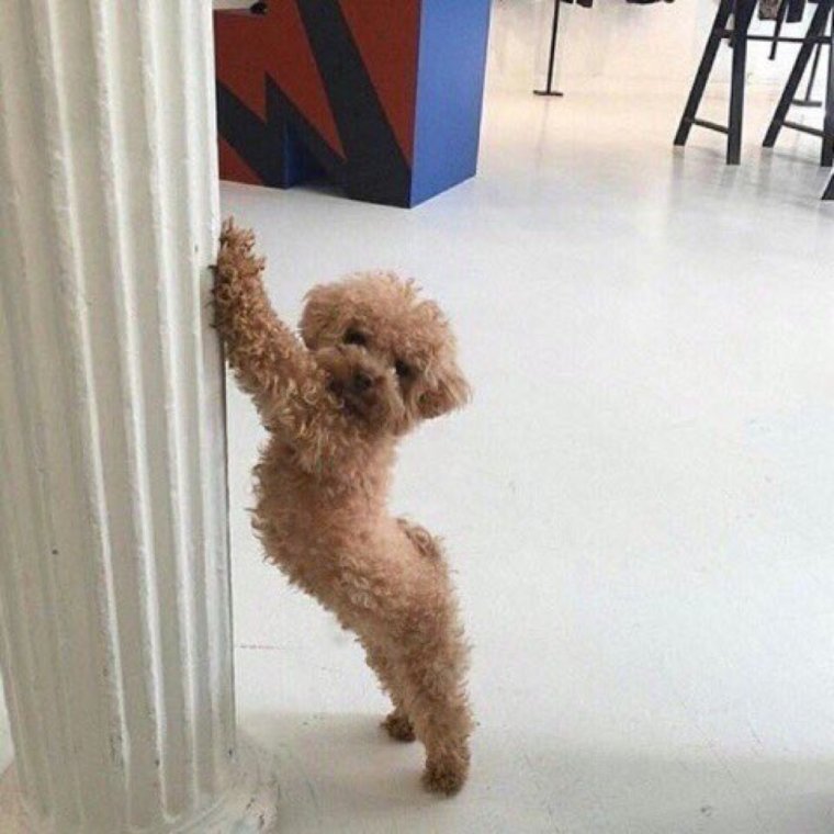 Борзой пудель