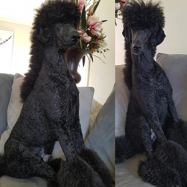 Откормленный пудель