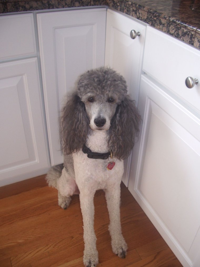 Карликовый пудель лысый