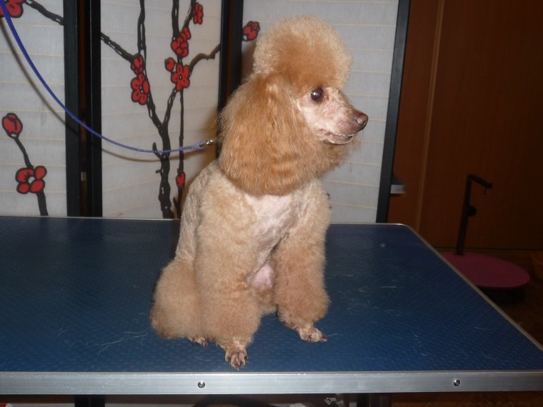 Фото лысого пуделя