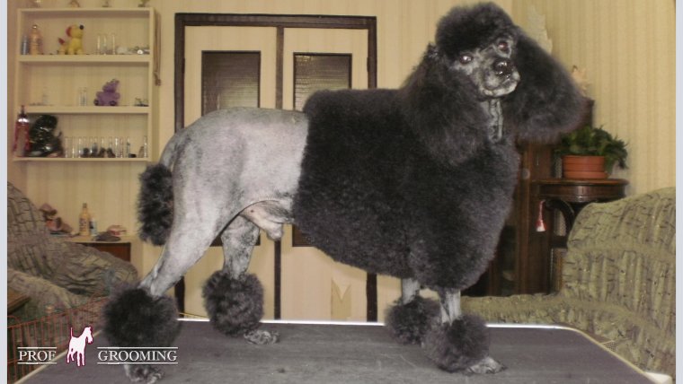 Злой карликовый пудель