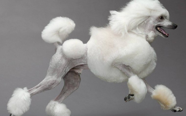 Собака улыбака пудель