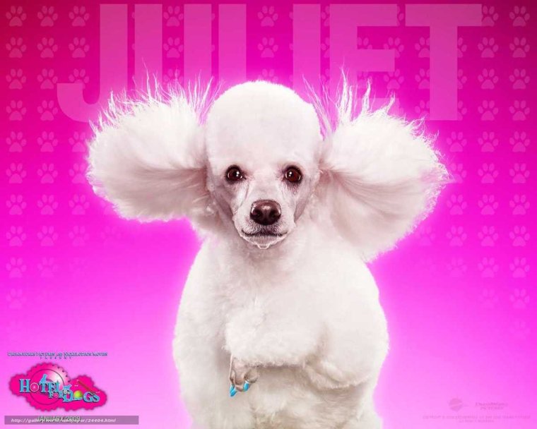 Зоосалон Артемон Видное