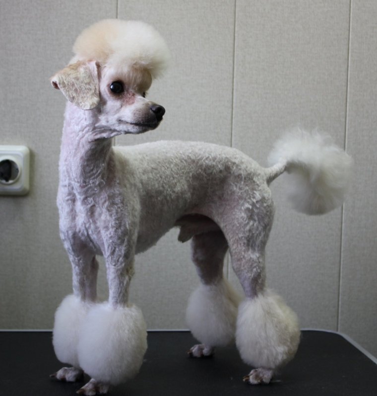 Бело розовый пудель