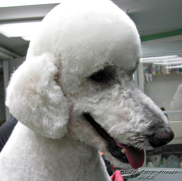 Стрижка пуделя под машинку