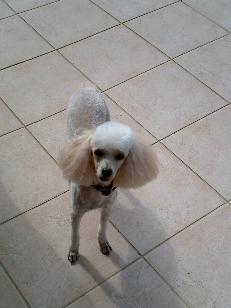 Карликовый пудель лысый