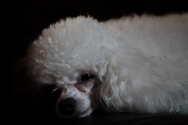 Карликовый пудель груминг