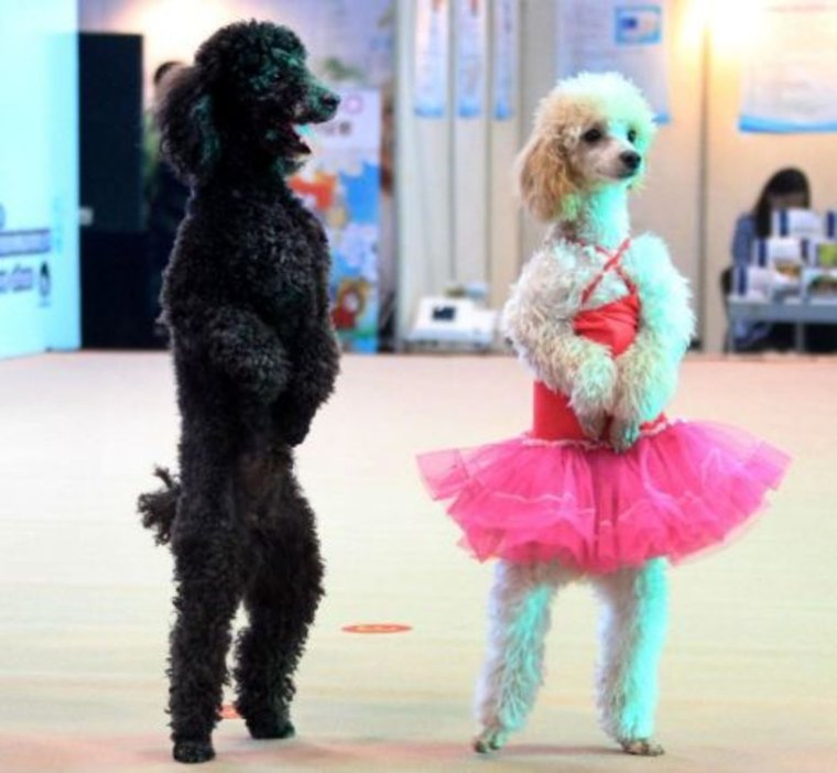 Собака человек Мем