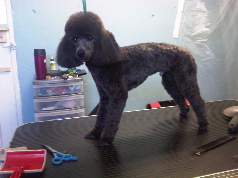 Королевский пудель нестриженный