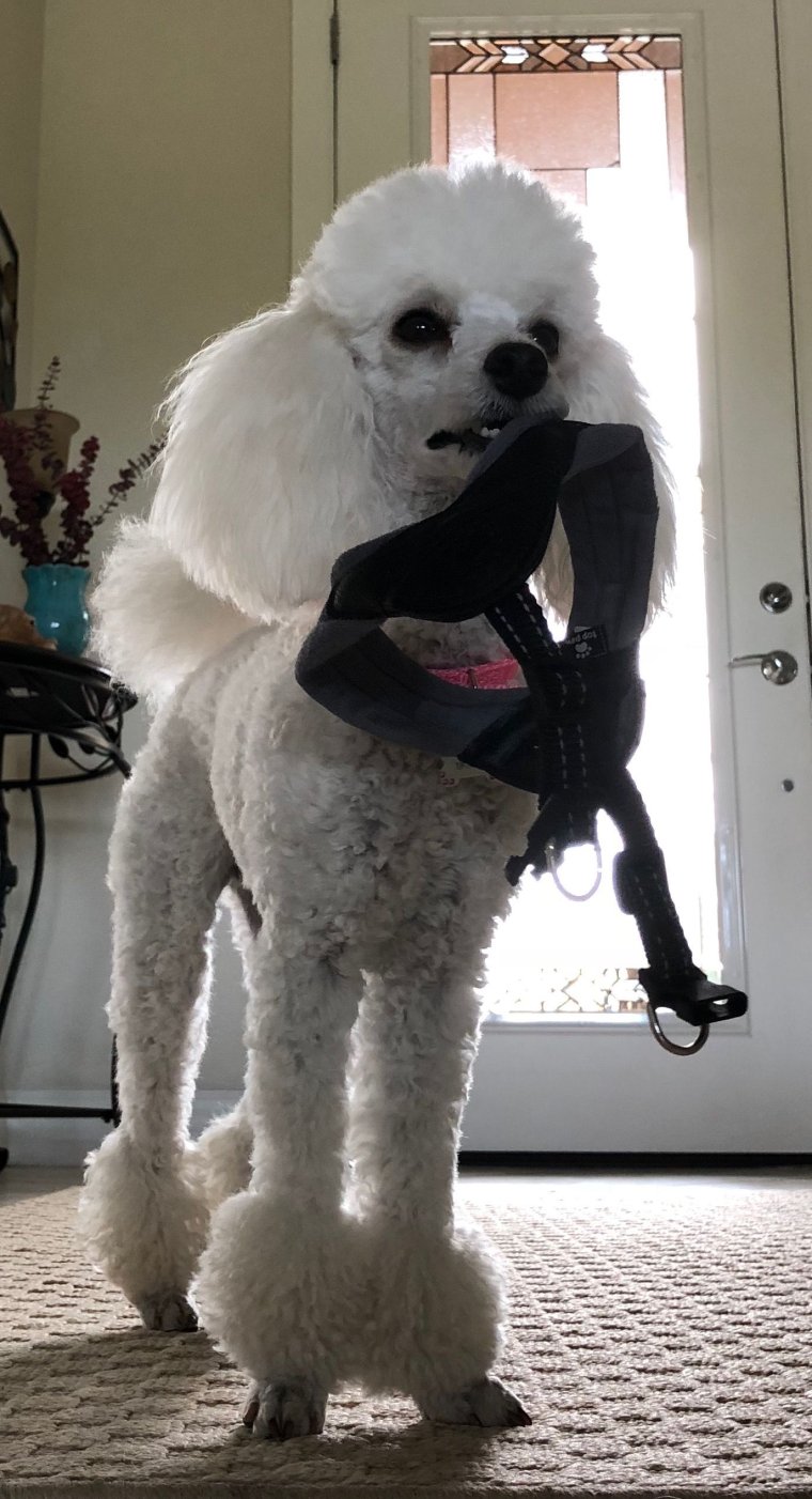 Пудель за столом