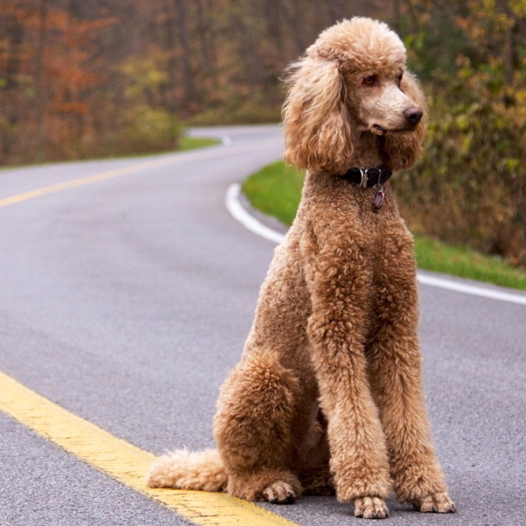 Злой пудель