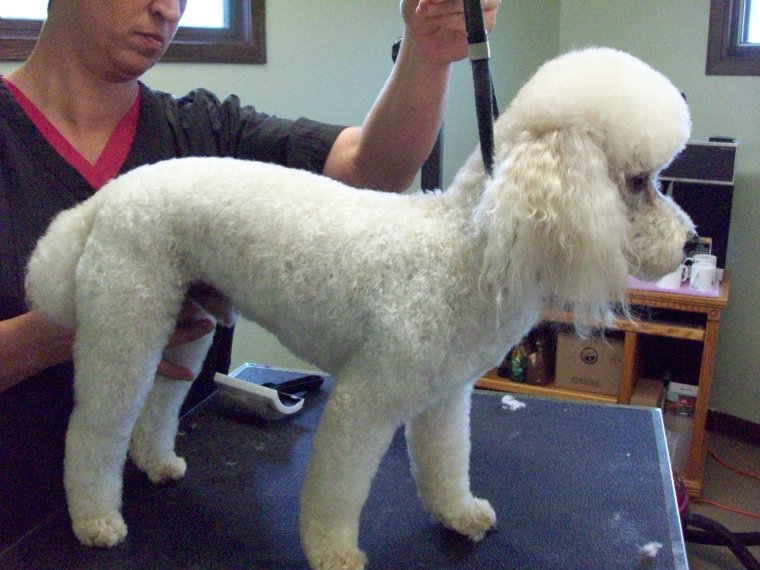 Страшный пудель