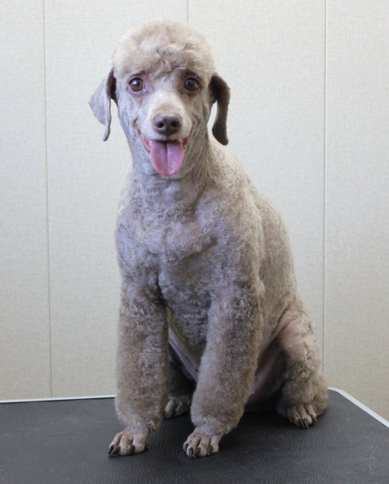 Пудель кудрявый