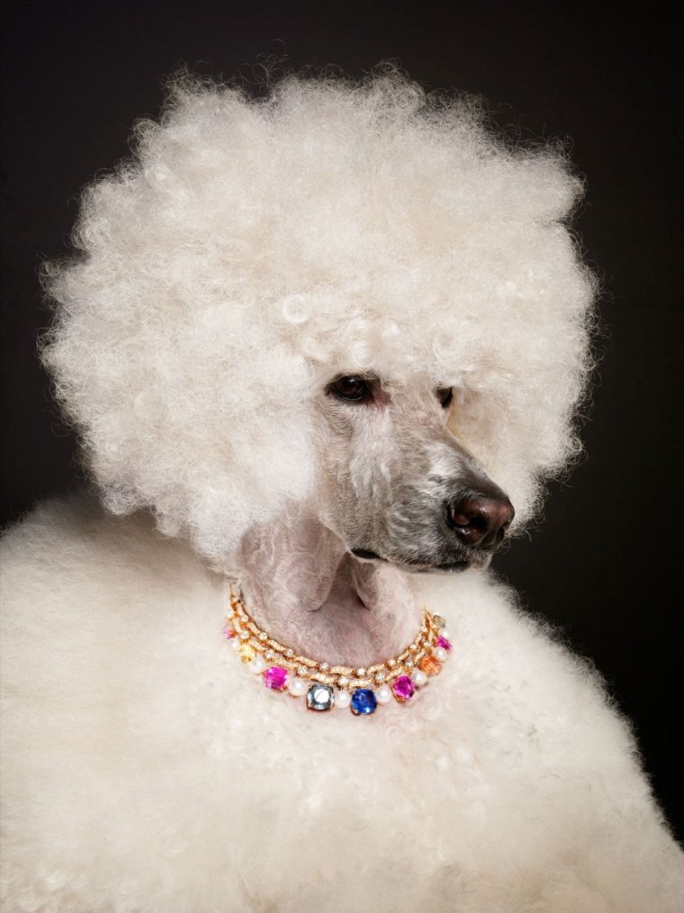 Стрижка морды пуделя