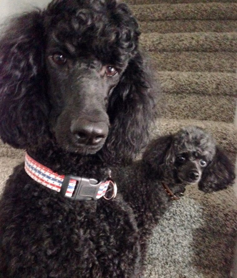 Карликовый пудель лысый