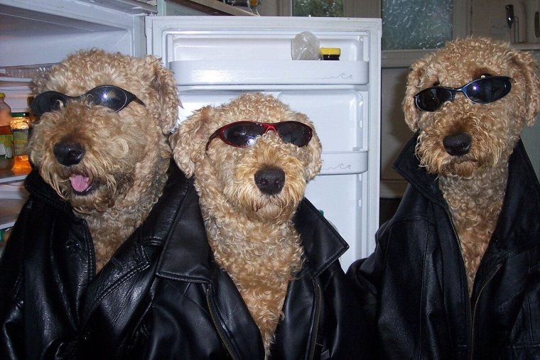 Королевский пудель