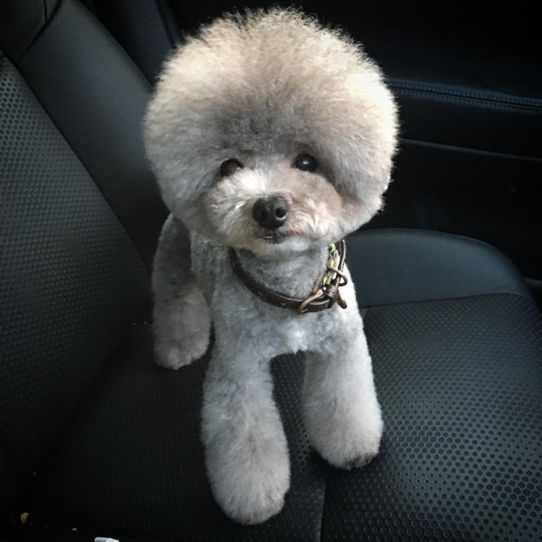 Королевский пудель стрижки белый