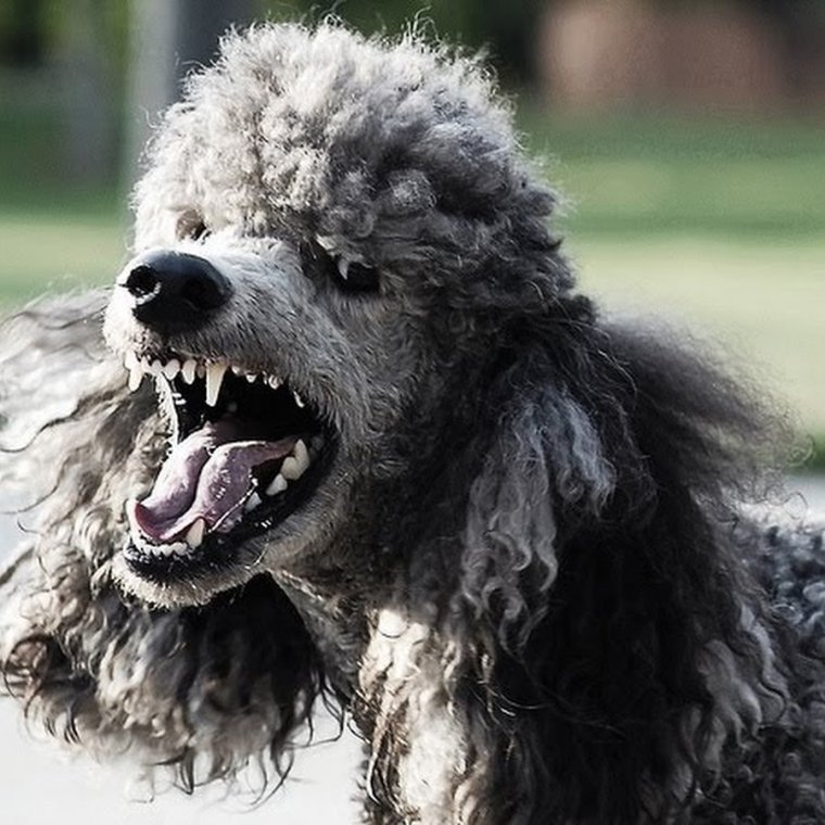 Королевский пудель стриженный полностью