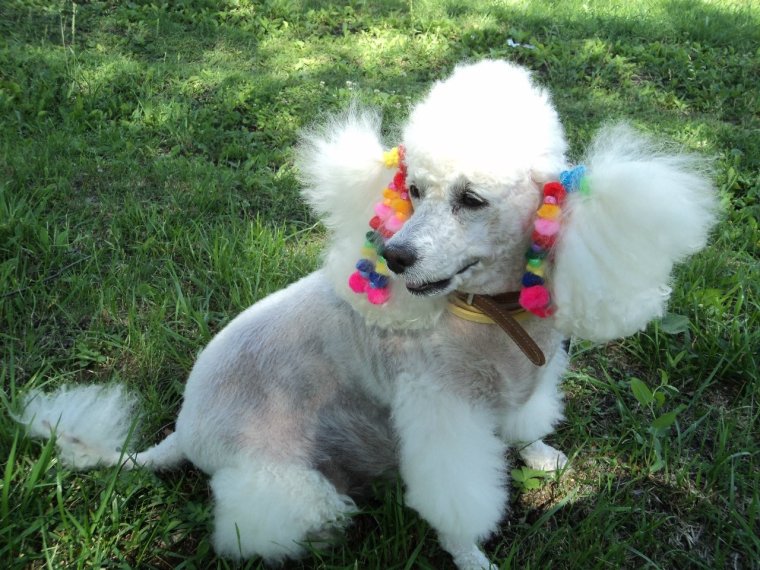 Неудачные стрижки собак