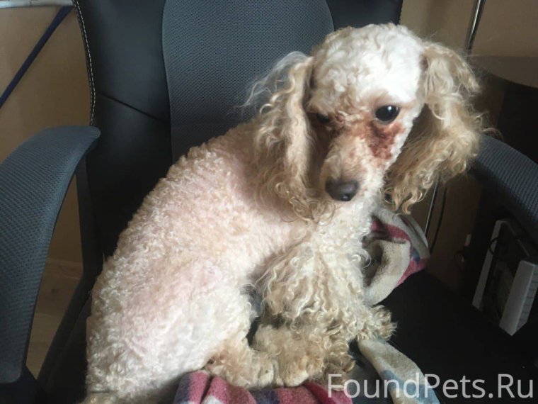 Необычные стрижки пуделя