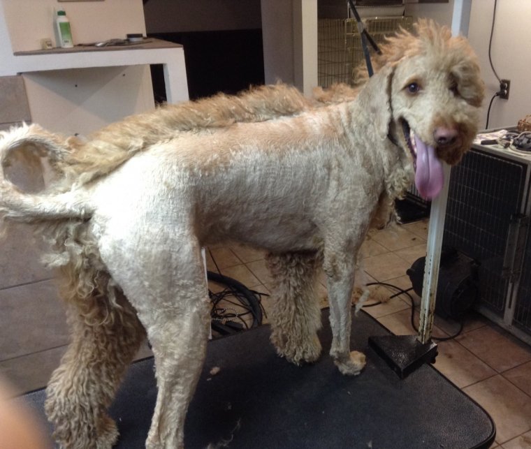 Бритая налысо собака