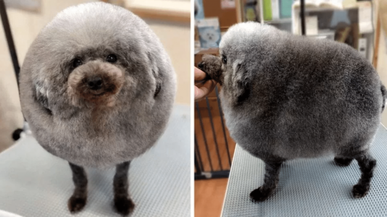 Карликовый пудель груминг